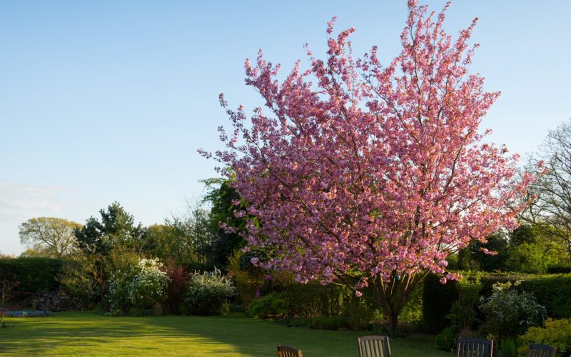 pexels-torsten-dettlaff-59321