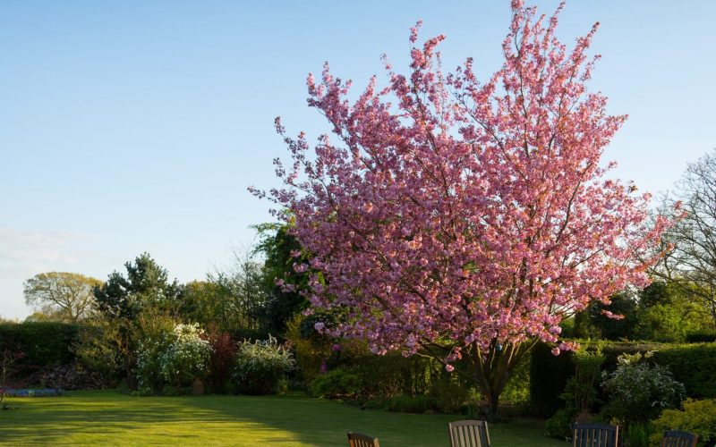 pexels-torsten-dettlaff-59321